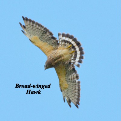 Broad-winged Hawk